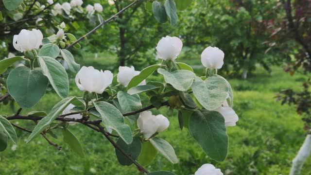 Весеннее пробуждение смотреть онлайн