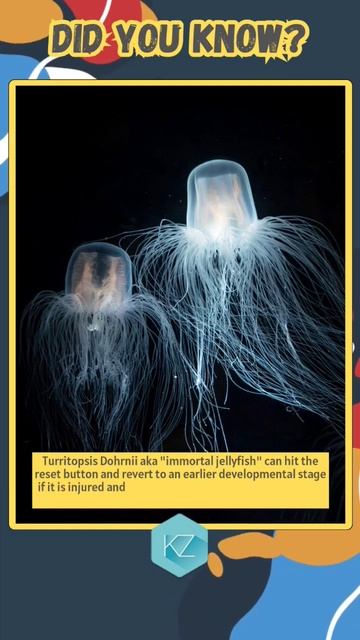 Immortal Jellyfish: Resetting the Path of Life #interestingfacts #trendingshorts смотреть онлайн