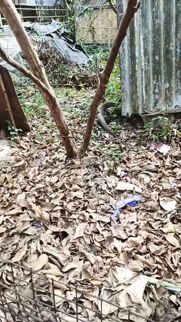 Monitor Lizard vs Dog #shorts #dog #monitorlizard смотреть онлайн