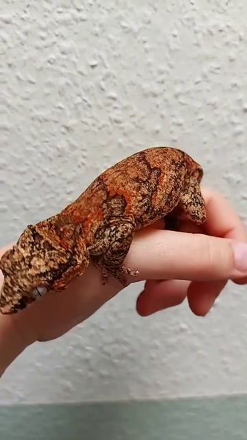 маленькие динозавры #dinosuar смотреть онлайн