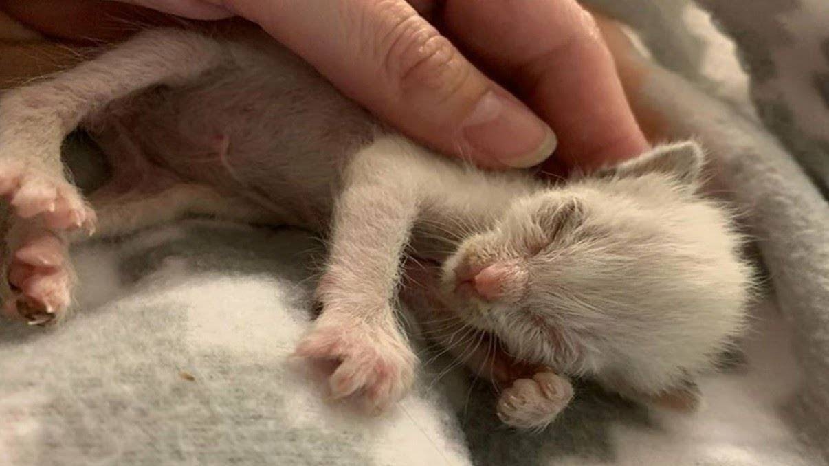 Мама кошка бросила НЕУГОДНОГО трёхнедельного котёнка ПОТОМУ ЧТО ОН БЫЛ НЕПОХОЖИМ НА ДРУГИХ