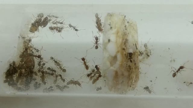 PHEIDOLE PALLIDULA / FICHA de las HORMIGAS / Capítulo 5 смотреть онлайн