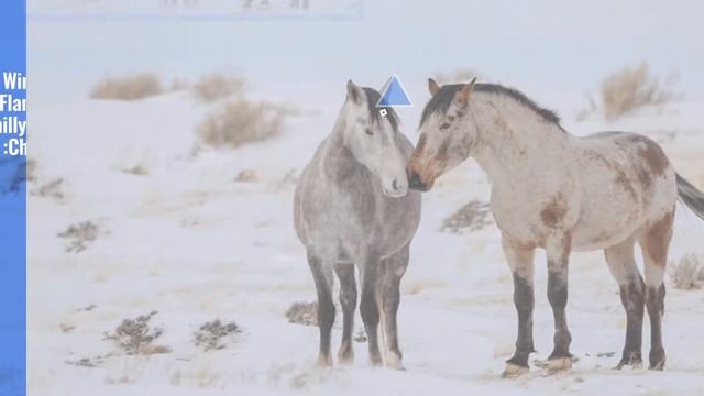 #NationalParkGeek News: Take on the week like a bison. Head on. -
Give wildlife their room, always смотреть онлайн