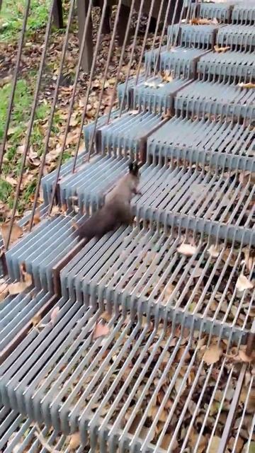 Белке не удобно бежать по лестнице. Squirrel is not comfortable running up the stairs #squirrel смотреть онлайн