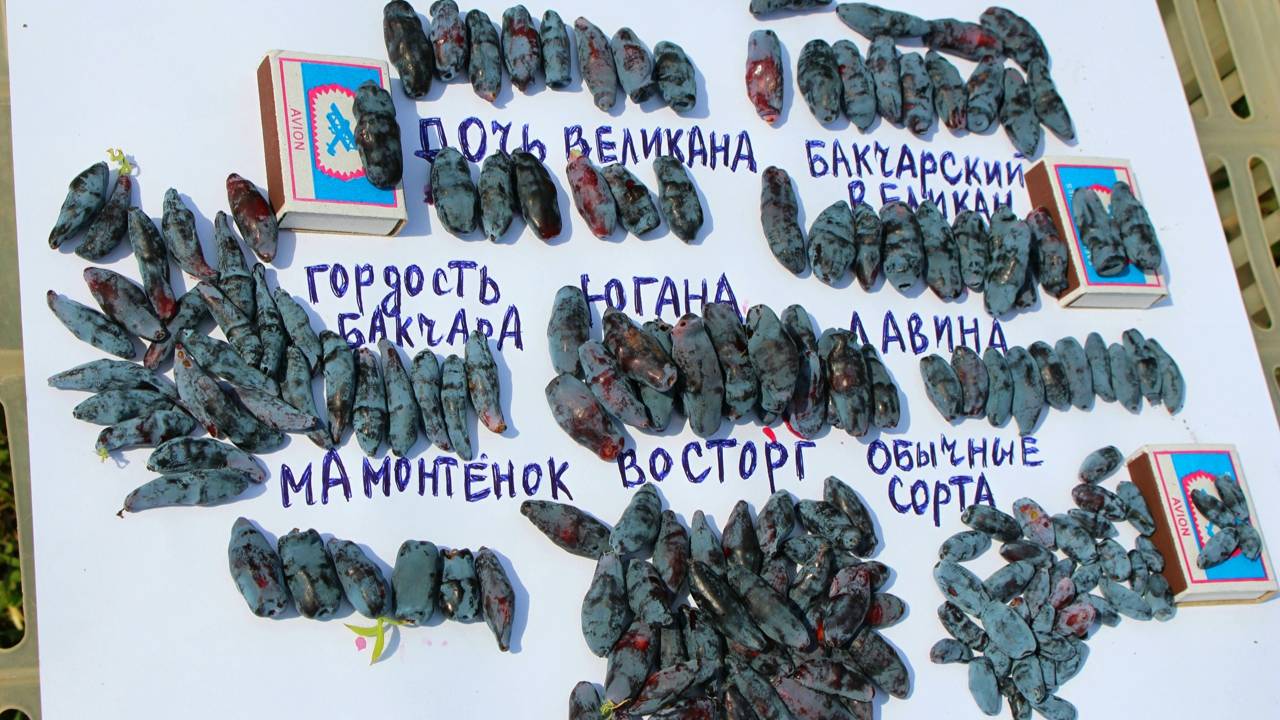 ЖИМОЛОСТЬ МАМОНТЁНОК, ЛАВИНА, ПОСАДКА, САЖЕНЦЫ