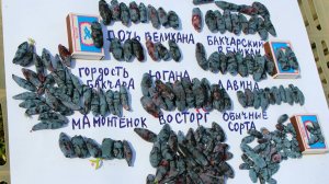 ЖИМОЛОСТЬ МАМОНТЁНОК, ЛАВИНА, ПОСАДКА, САЖЕНЦЫ