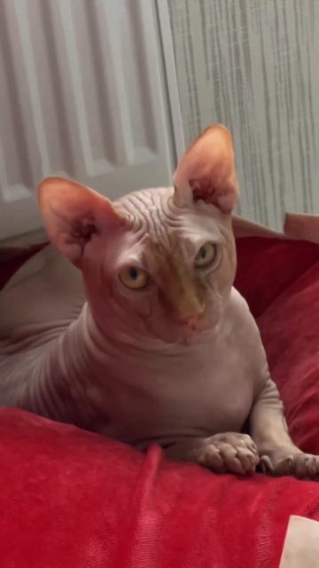 #сфинкс #cat #sphinxcat #смешныевидео #catvideo #котик #смешныеживотные #смешныекотики смотреть онлайн