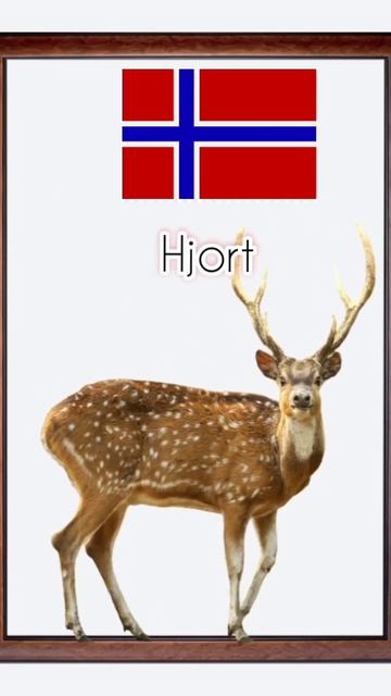 Deer in Other Language #shorts #shortsfeeds #shortsvideo #animalsounds #diction #studying смотреть онлайн