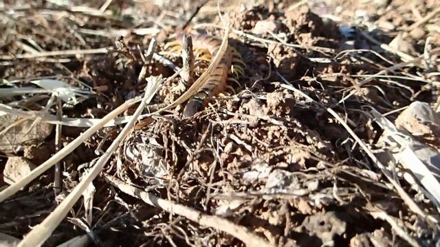 Centipedes #rhizoma_olive_farms. Scolopendra cataracta смотреть онлайн