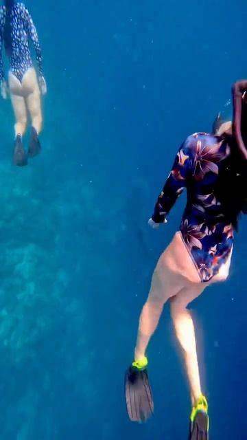 Встретили китовую акулу на Мальдивах во время экскурсии, плывем и снимаем ее. Whaleshark. смотреть онлайн