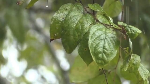 Расслабляющая музыка с  дождём  красивая музыка