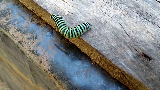 Raupe Caterpillar Oruga смотреть онлайн