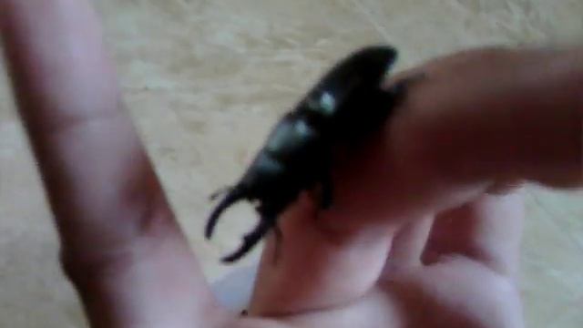 พบด้วงคีมร่องเก่า(ตัวผู้) Aegus chelifer смотреть онлайн