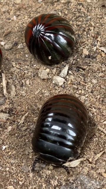 catch and observe the Giant Millipede Pill смотреть онлайн