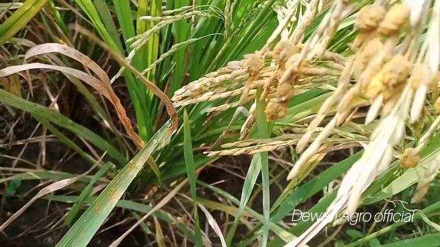 এবার ধান খেতে নতুন রোগ নাই কোন সমাধান। Dewan Agro official смотреть онлайн