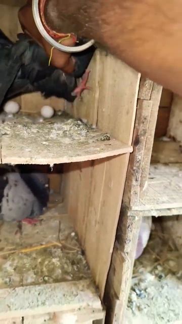 my mukhi pigeon first time to eggs 🥚🥚#pigeon#eggs#shorts#trending#video 🥚🥚 @itsgullyboy смотреть онлайн