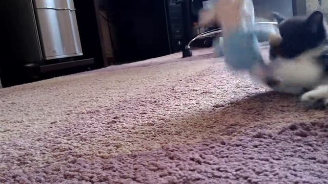 кот и баран смотреть онлайн