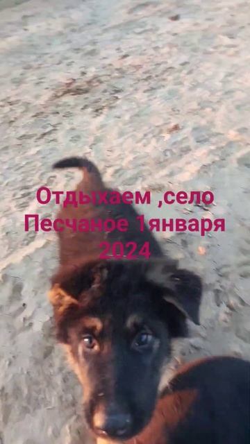 Астрахань наше время ,,прогулки ,село песчаное ,щенки немецкой овчарки смотреть онлайн