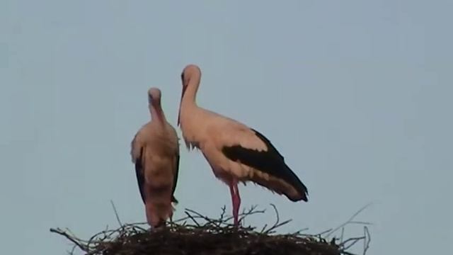 MOV003 смотреть онлайн