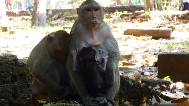 New baby born monkey Jessie she very hungry, but mom sasha very sleepy, Samnnang kh D98 смотреть онлайн