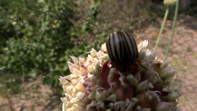 Закуски прагне колорад смотреть онлайн