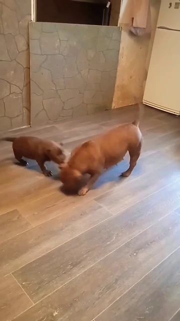 Сын «убивает» мать😱 смотреть онлайн