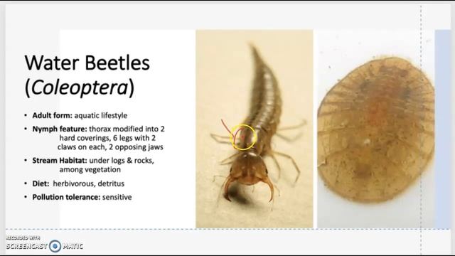 Bio 209 Stream Invertebrate Part 2 смотреть онлайн