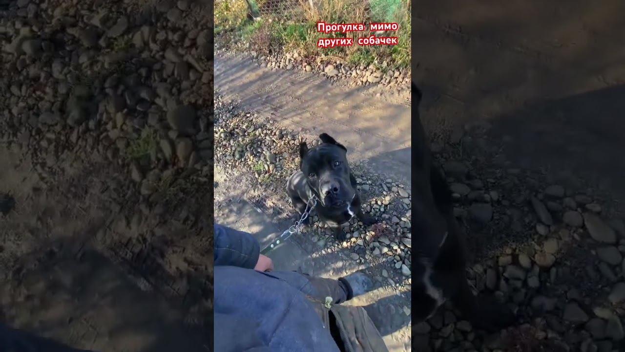 Прогулка мимо других собачек смотреть онлайн