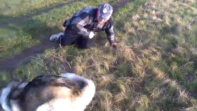 Игра с Хаски смотреть онлайн