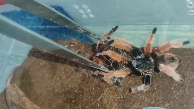 2022 brachypelma klaasi pairing.(part 3) смотреть онлайн