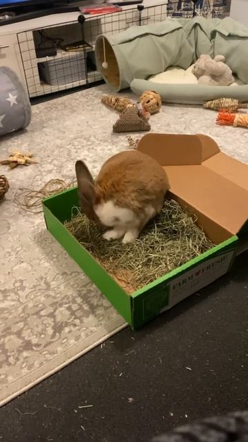 Muffin does a little sneeze. #bunnies #rabbits #rabbitlife #freeroamrabbit смотреть онлайн