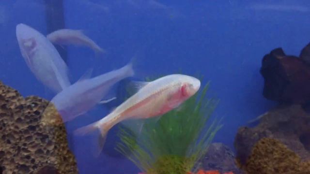 Astyanax jordani смотреть онлайн