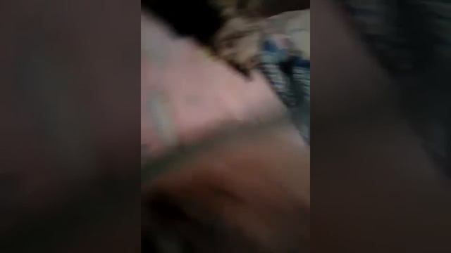 Милый хомяк Гоша смотреть онлайн