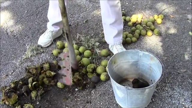 Processing Walnuts For Home Use смотреть онлайн