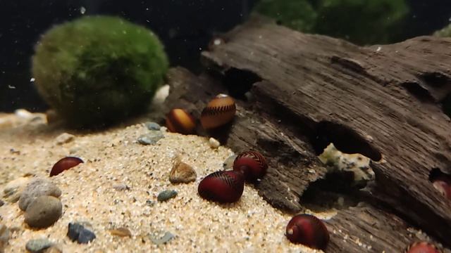 Neritina waigiensis (wild) bij Aquarium Speciaalzaak Utaka смотреть онлайн