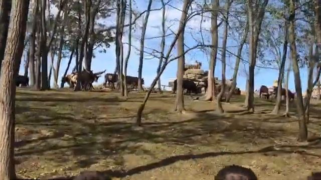 Подорож на ферму Амішів в Огайо смотреть онлайн