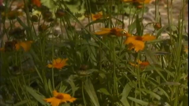 Orange Daisies a'wavin' in the breeze смотреть онлайн