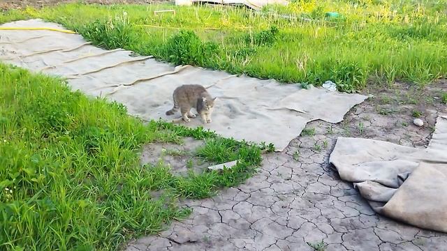 Животные
