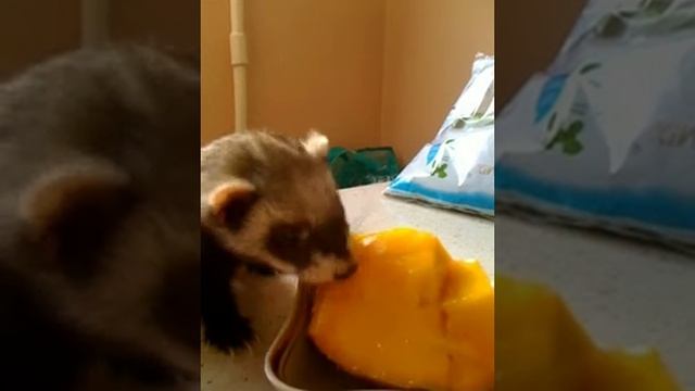 Фретка и манго..m4v смотреть онлайн