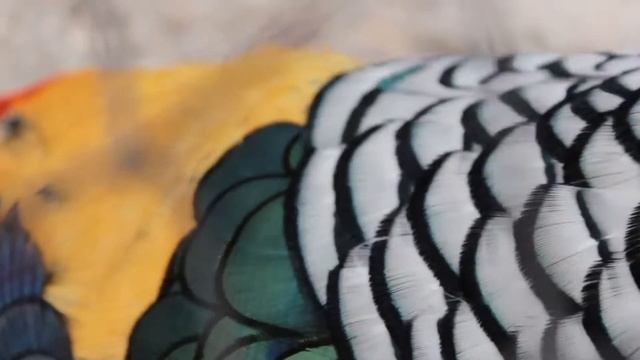 chrysolophus amherstiae смотреть онлайн