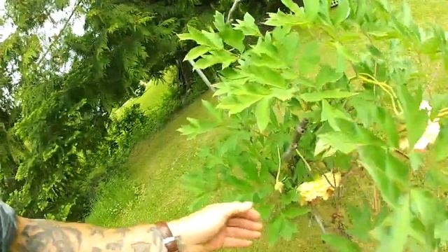 Exotic Tree Peony with huge flowers смотреть онлайн