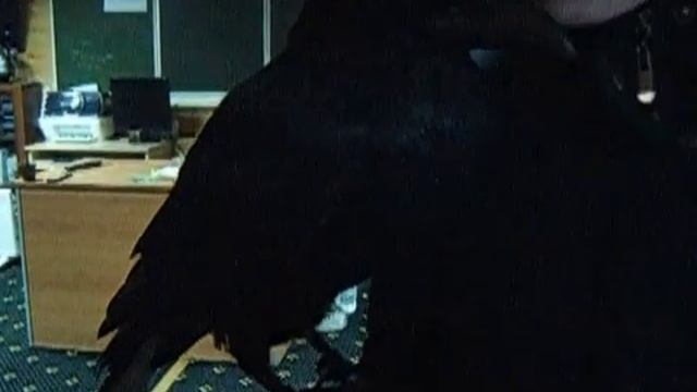 Ручной ворон на празднике | 8 965 380-13-11 смотреть онлайн