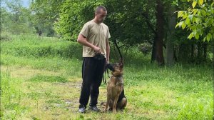 Работа молча без голоса/ подача команд жестами/ Немецкая овчарка 1,5г Альба