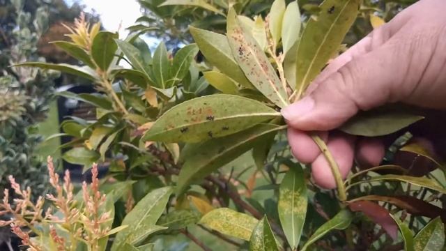 The Andromeda Lacebug смотреть онлайн