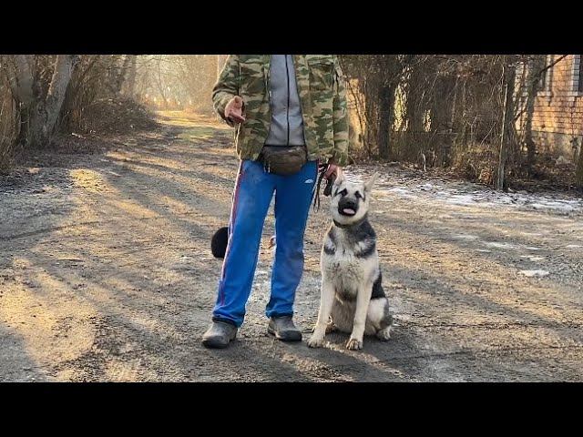Восточно-европейская овчарка-Дрессировка с Раздражителями-6 месяцев Рада смотреть онлайн