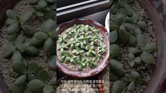 힐링가든 23탄.성미 급한 부겐베리아 꽃