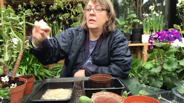 Paradistræ - Pengetræ - Lykketræ - Crassula ovata. Ompotning og hvordan jeg passer den смотреть онлайн