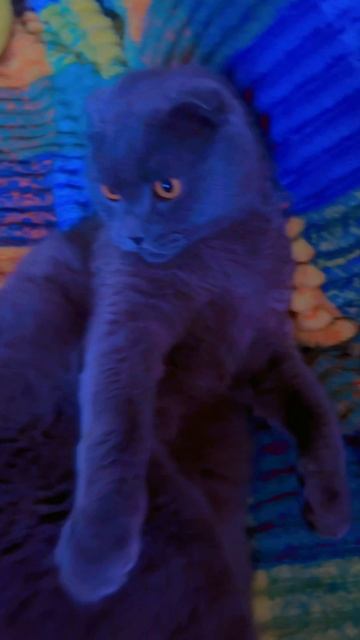 🔴КОТ СМОКИ🔴 смотреть онлайн