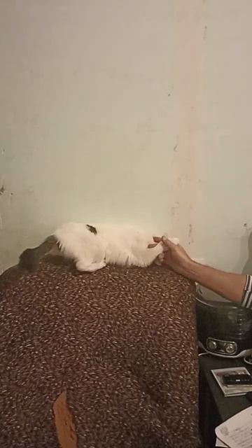 ❗сумасшедшая котейка ❗#shorts #cat #приколы смотреть онлайн