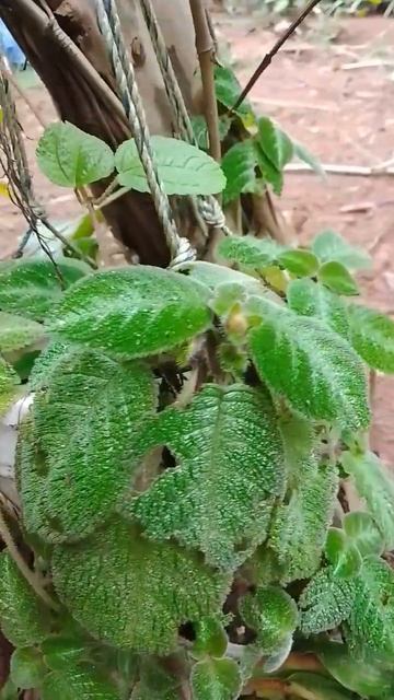 Episcia cupreata- flame pink#short vedio#shorts смотреть онлайн